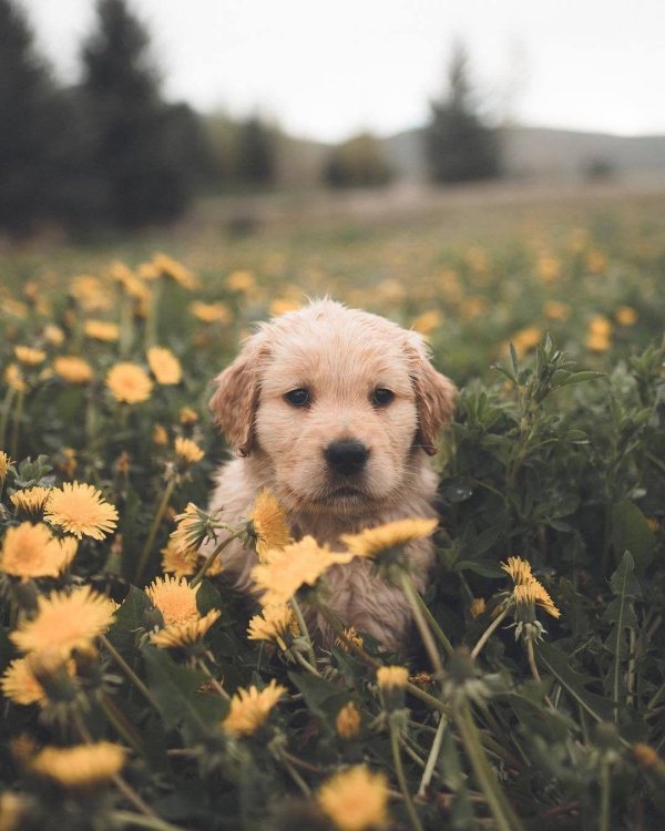 голден ретривер