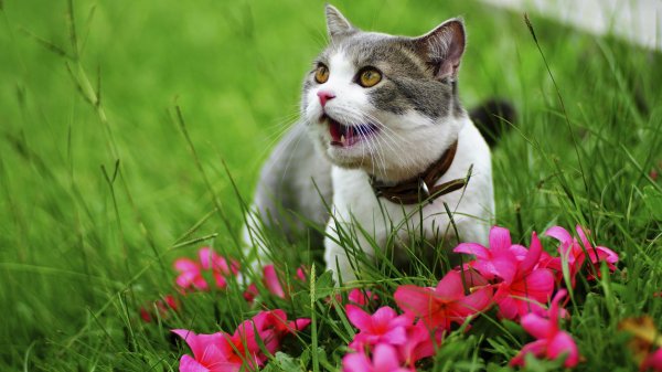 котики на природе