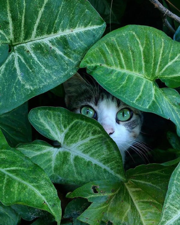 зеленый котенок