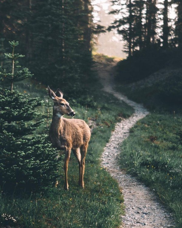 животные лес