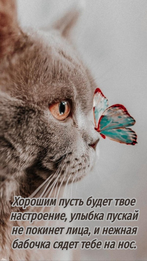 котик бабочка