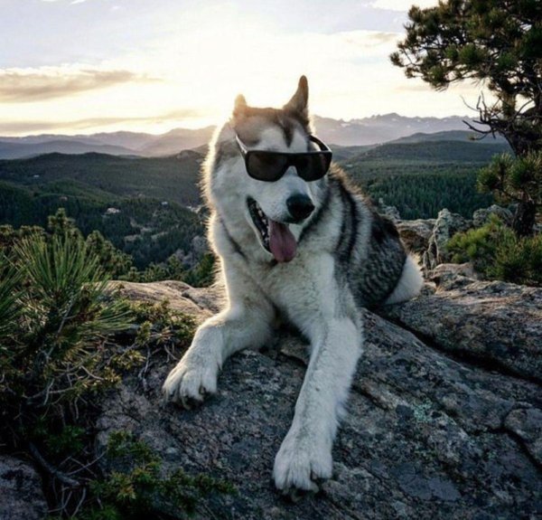 cобака хаски