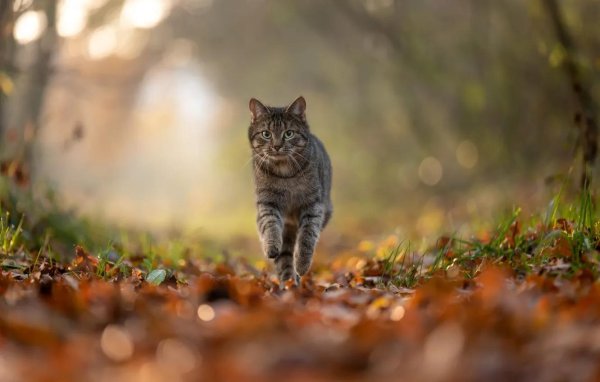 котики осень