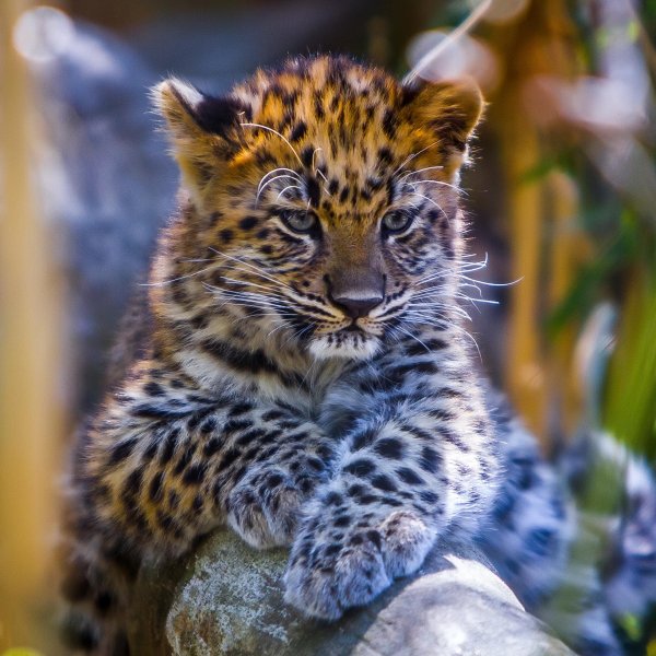 маленькие леопарды