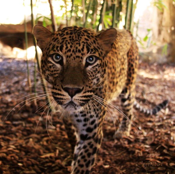 ягуар тропики