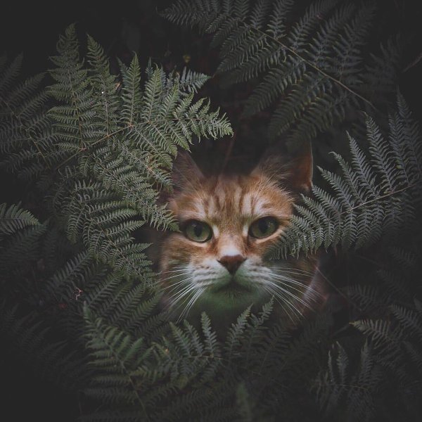 коты в лесу