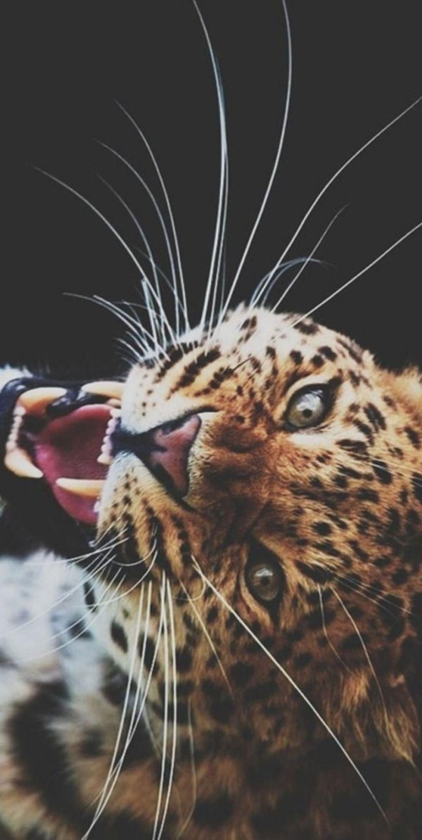 леопард оскал