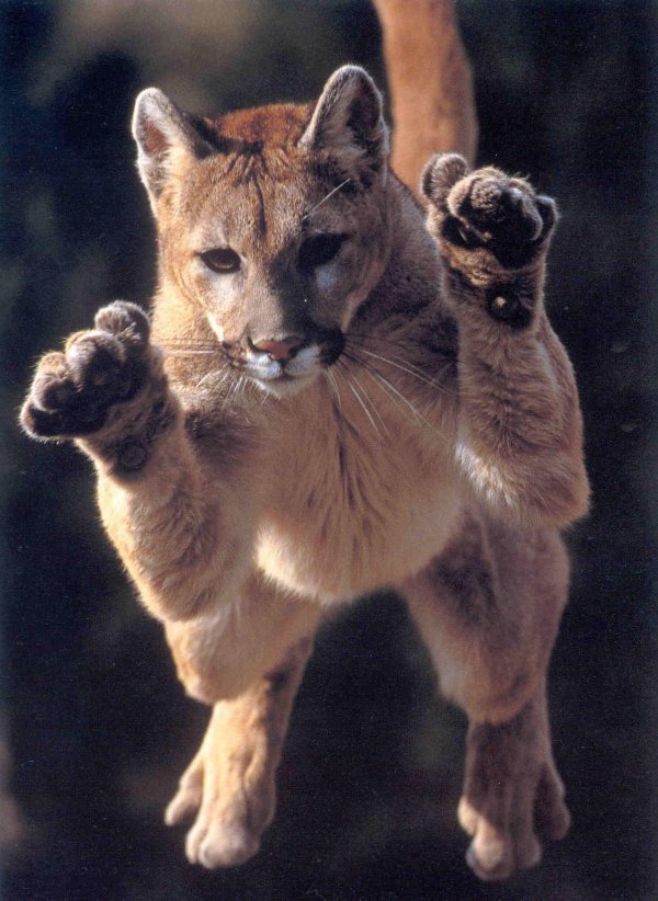 puma big cat