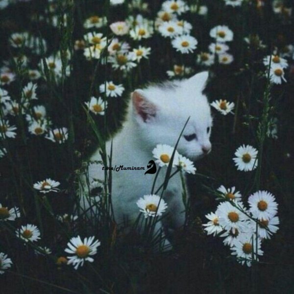 милые котики эстетика