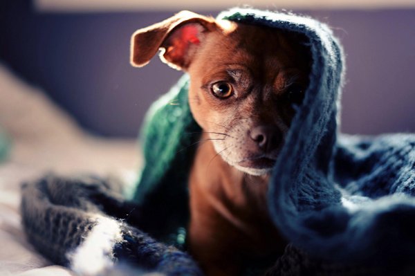 чивини  чихуахуа