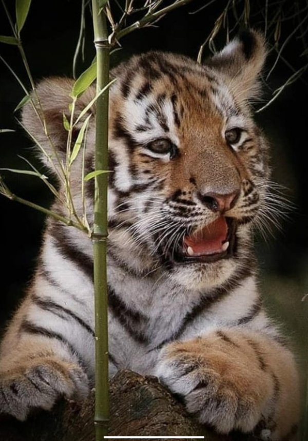 тигренок тигр