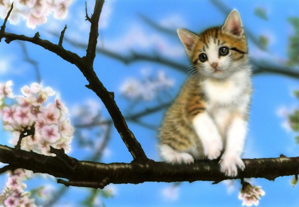 весенние котики