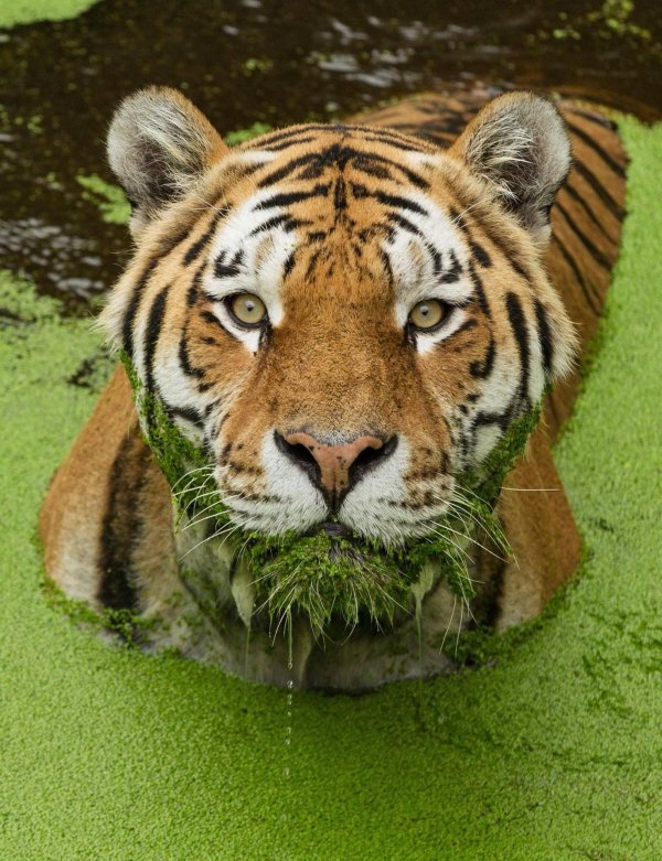 водяной тигр