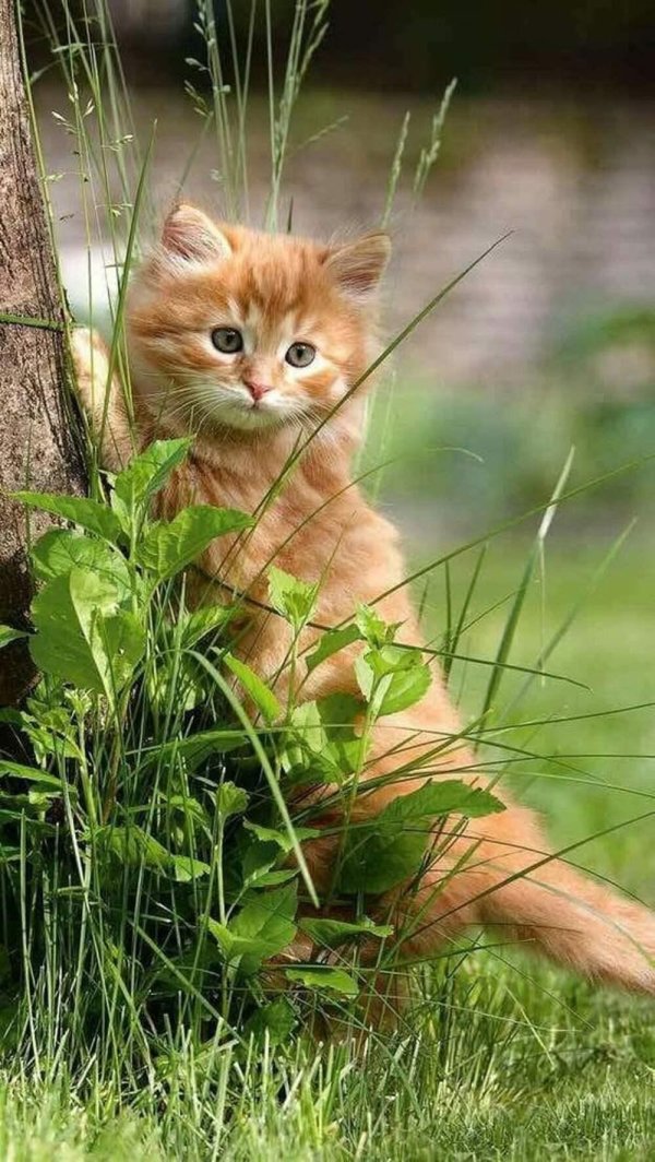 очаровательные котята