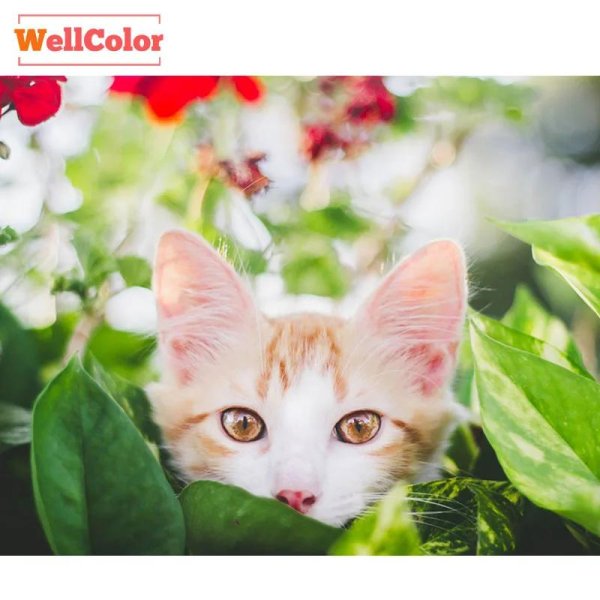 бело рыжий котенок