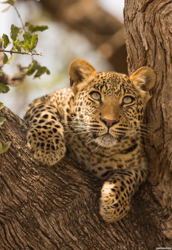 берберийский леопард