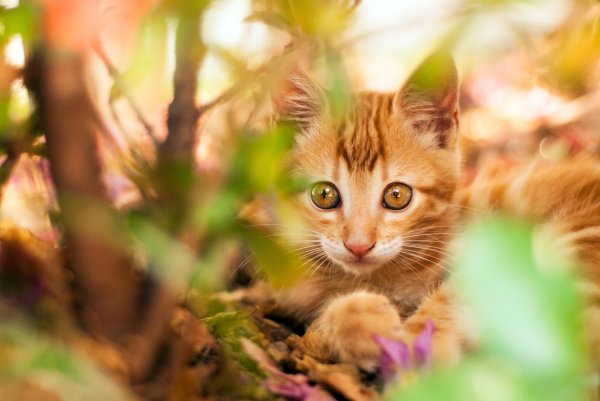 рыжие котята