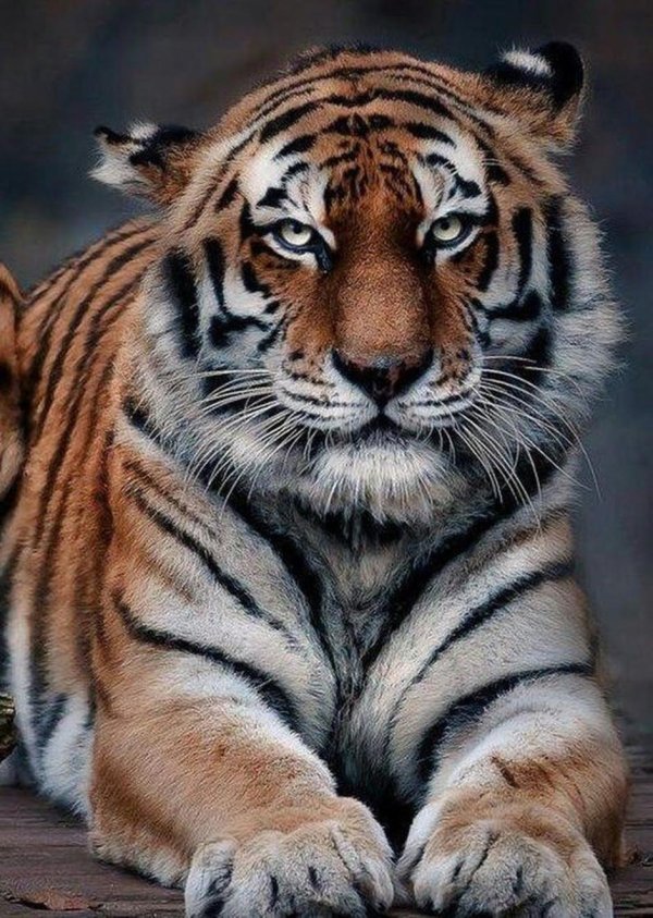 тигр красиво