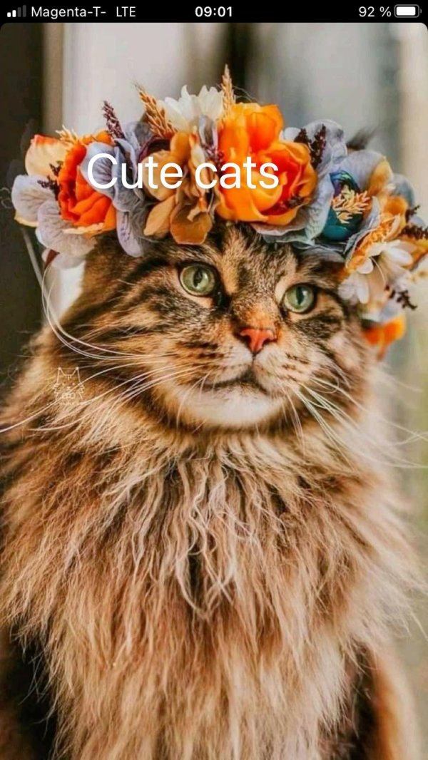 котики красивые