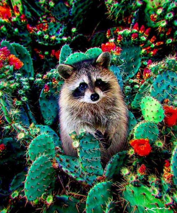 енот полоскун