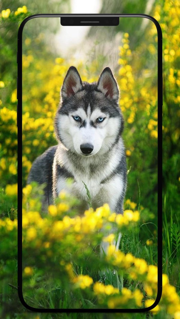 сибирский хаски