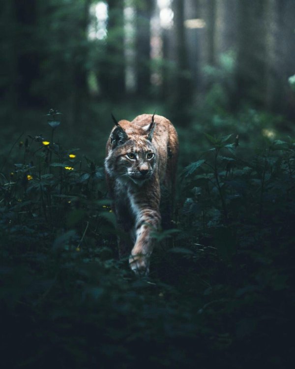 рысь уссурийской тайги