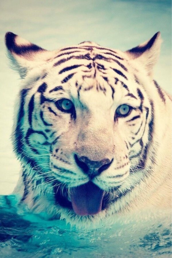 крутые животные