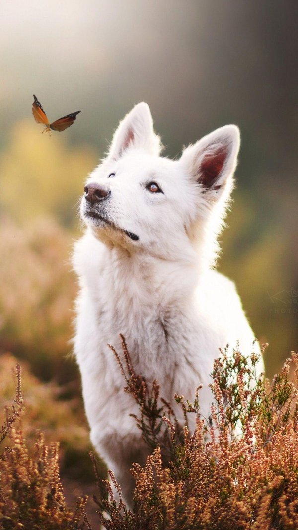 белая овчарка