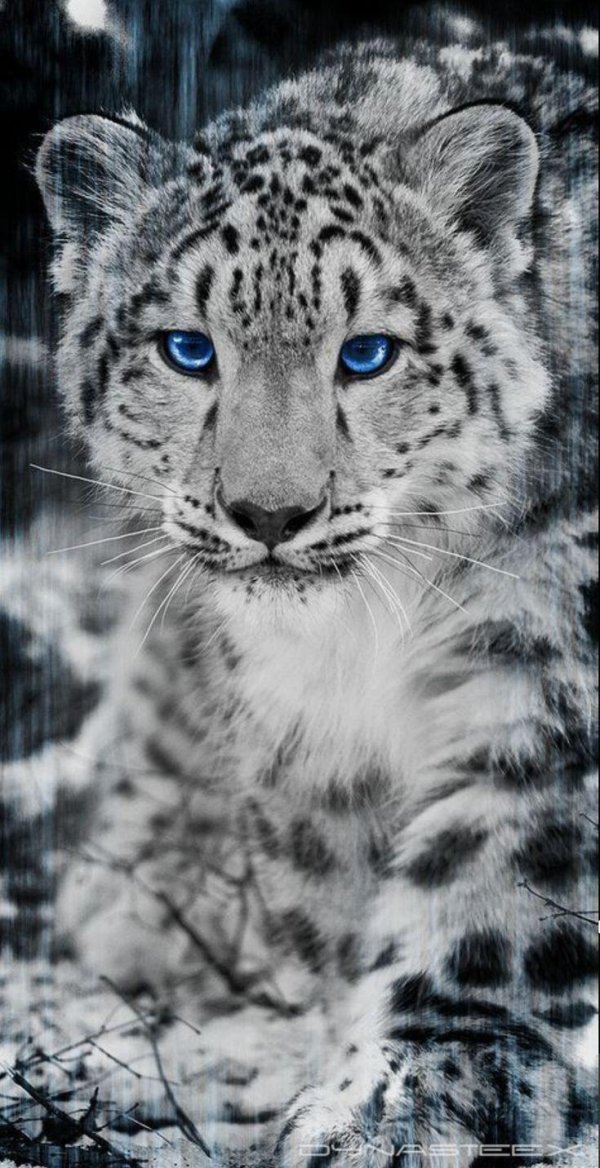 irbis snow leopard