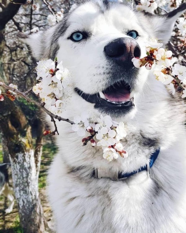 хаски милые