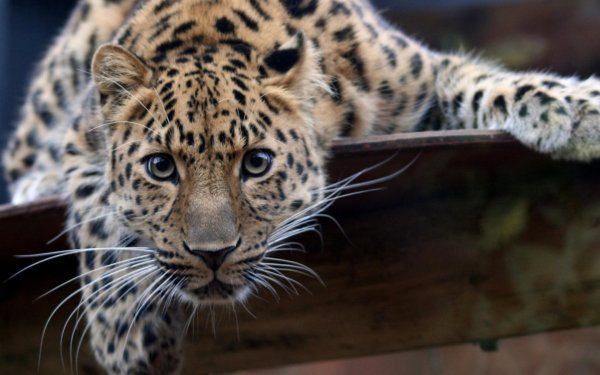 леопард амурский