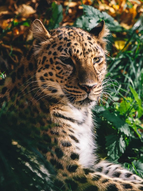 переднеазиатский леопард