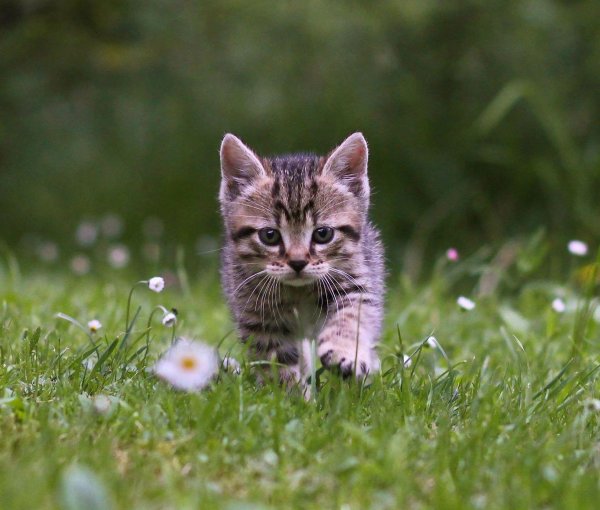 котики красивые