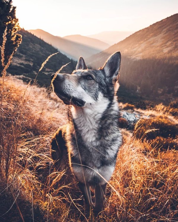 хонза рехачек