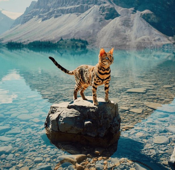 сьюки кот путешественник