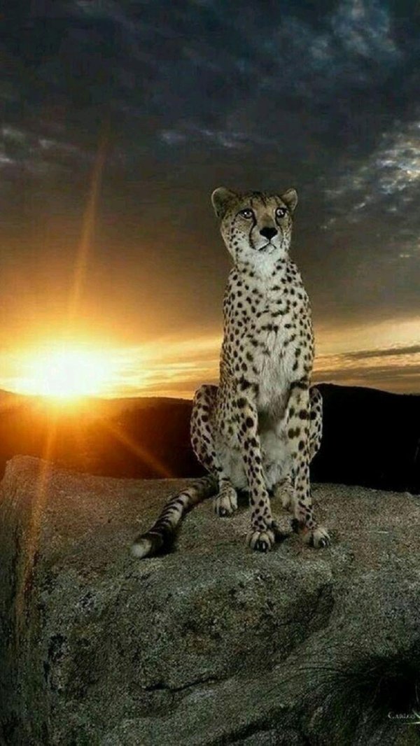 королевский гепард