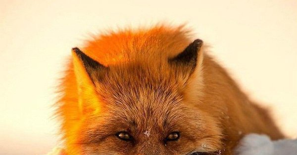 лиса хитрая