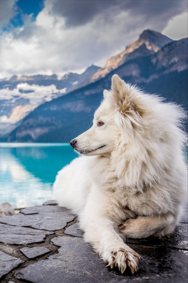 самоедская лайка