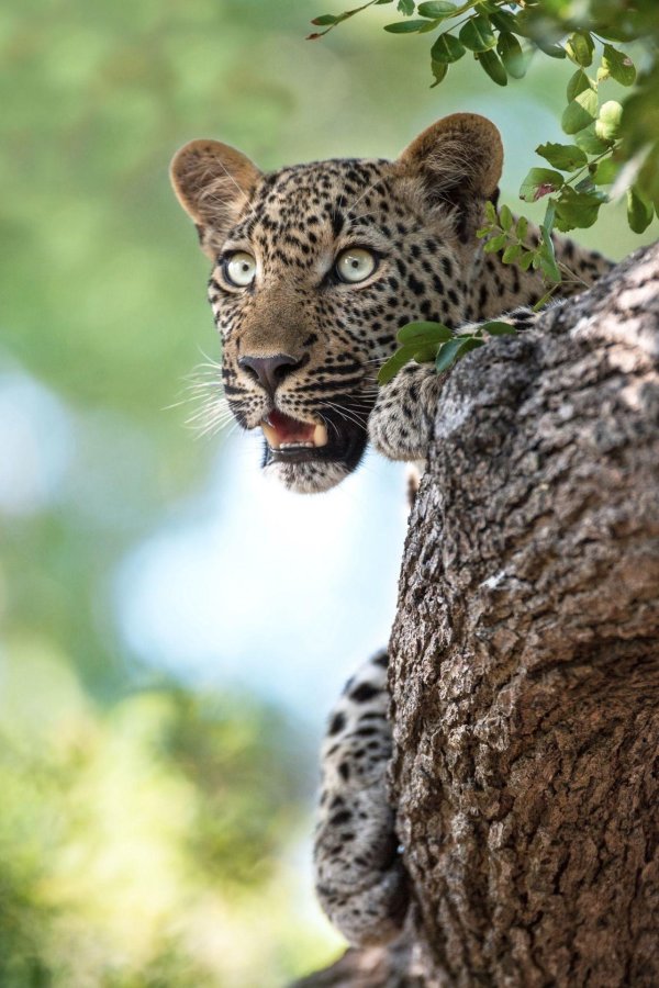 занзибарский леопард