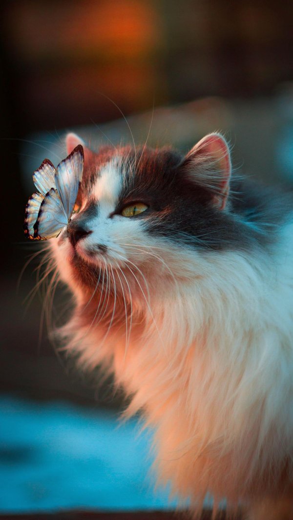 красивая кошечка