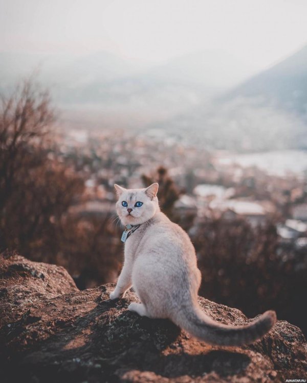 горные коты