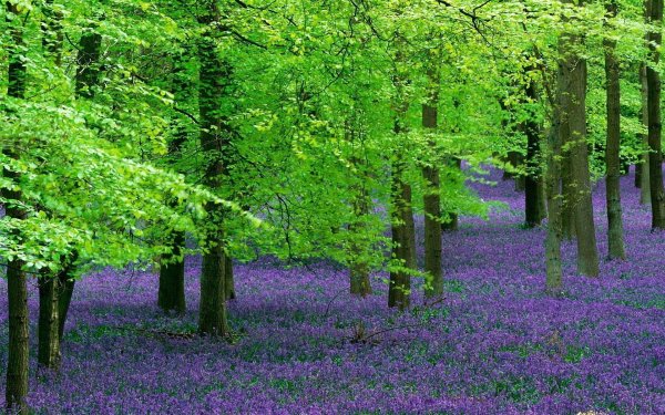 bluebells in spring