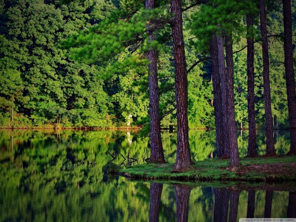 лес с озером