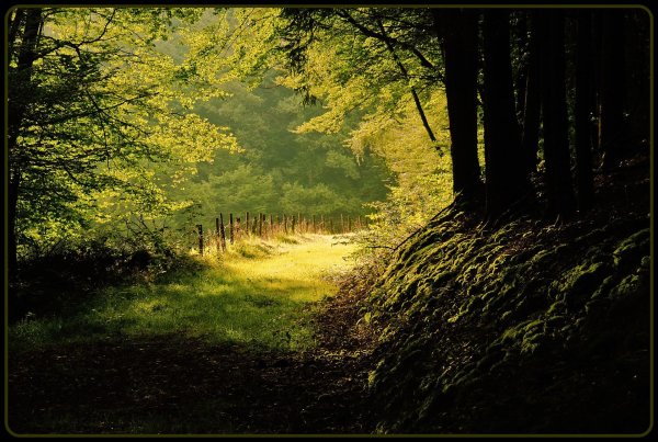 красивые леса