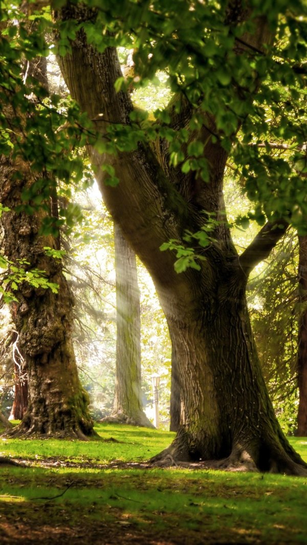 дубрава дубовая роща