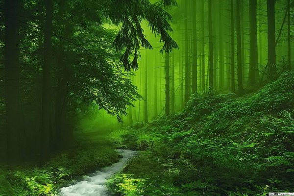 зеленые леса