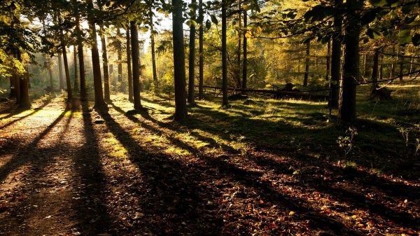 осенние леса