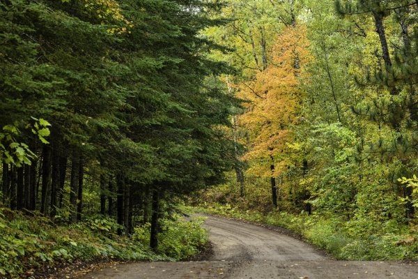 лесная дорога