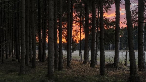закат в сосновом лесу