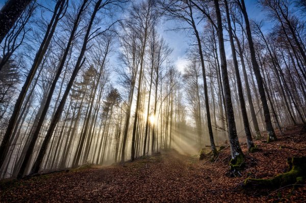 рассвет в лесу